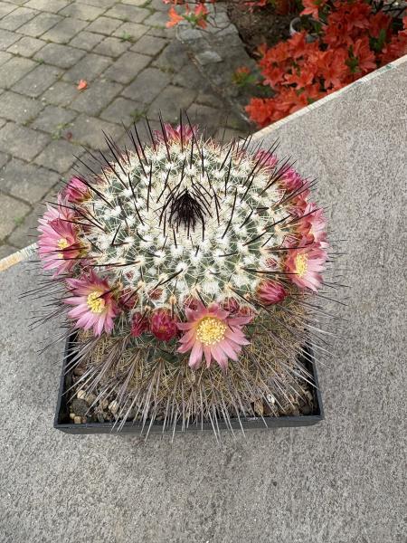 Mammillaria lindsay